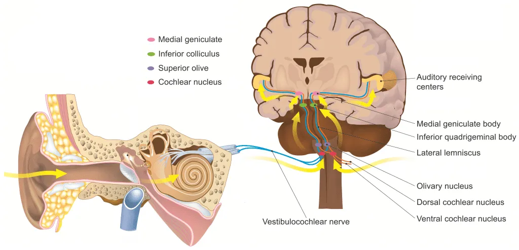 Internal Vibrations Buzzing: Is It Tinnitus? | Treble Health