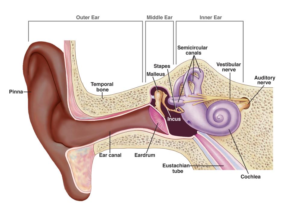 Internal Vibrations Buzzing: Is It Tinnitus? | Treble Health