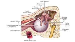 diagram of inner ear showing tensor tympani muscle