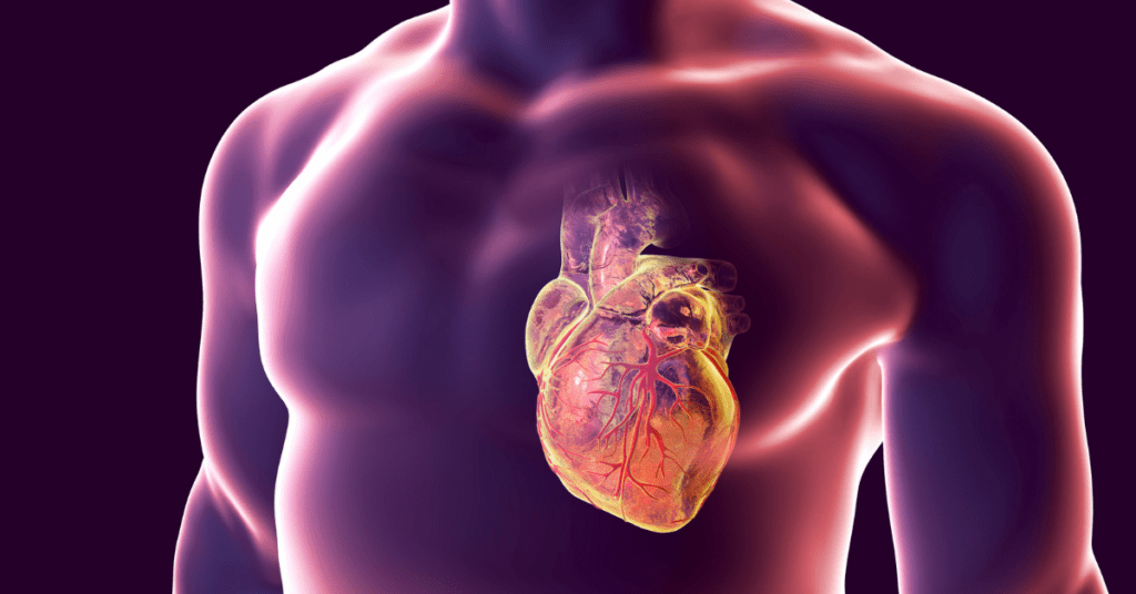 diagram of heart in the body