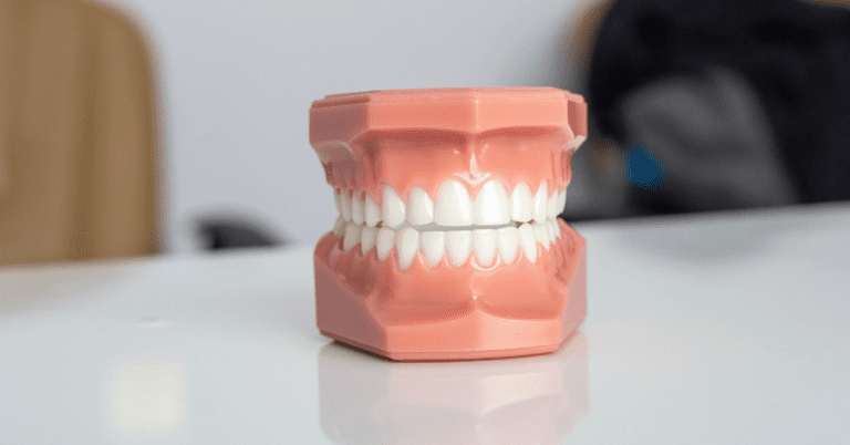 Model of teeth