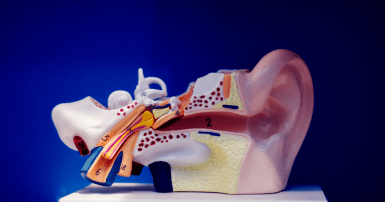 Diagram of the inside of the ear