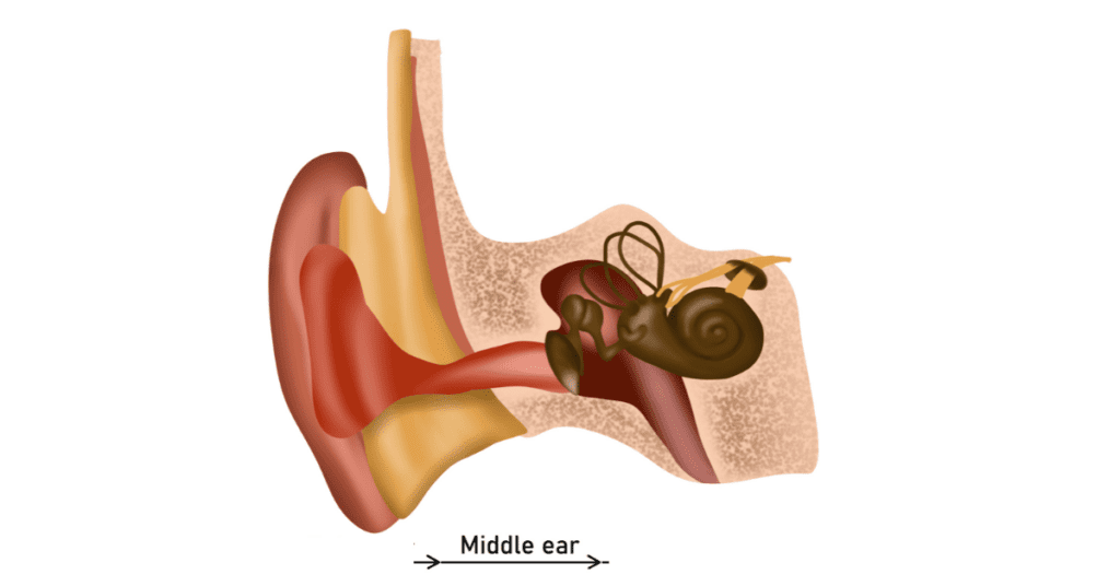 Diagram of the middle ear