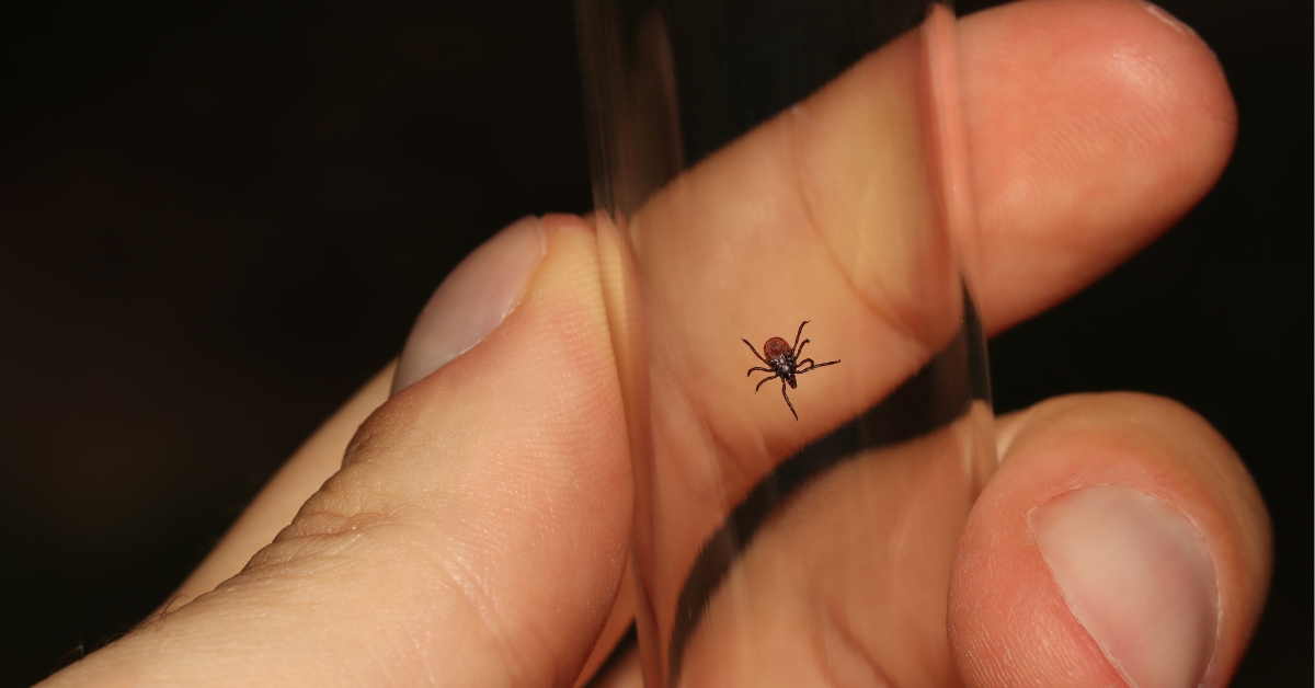 Deer tick in a test tube