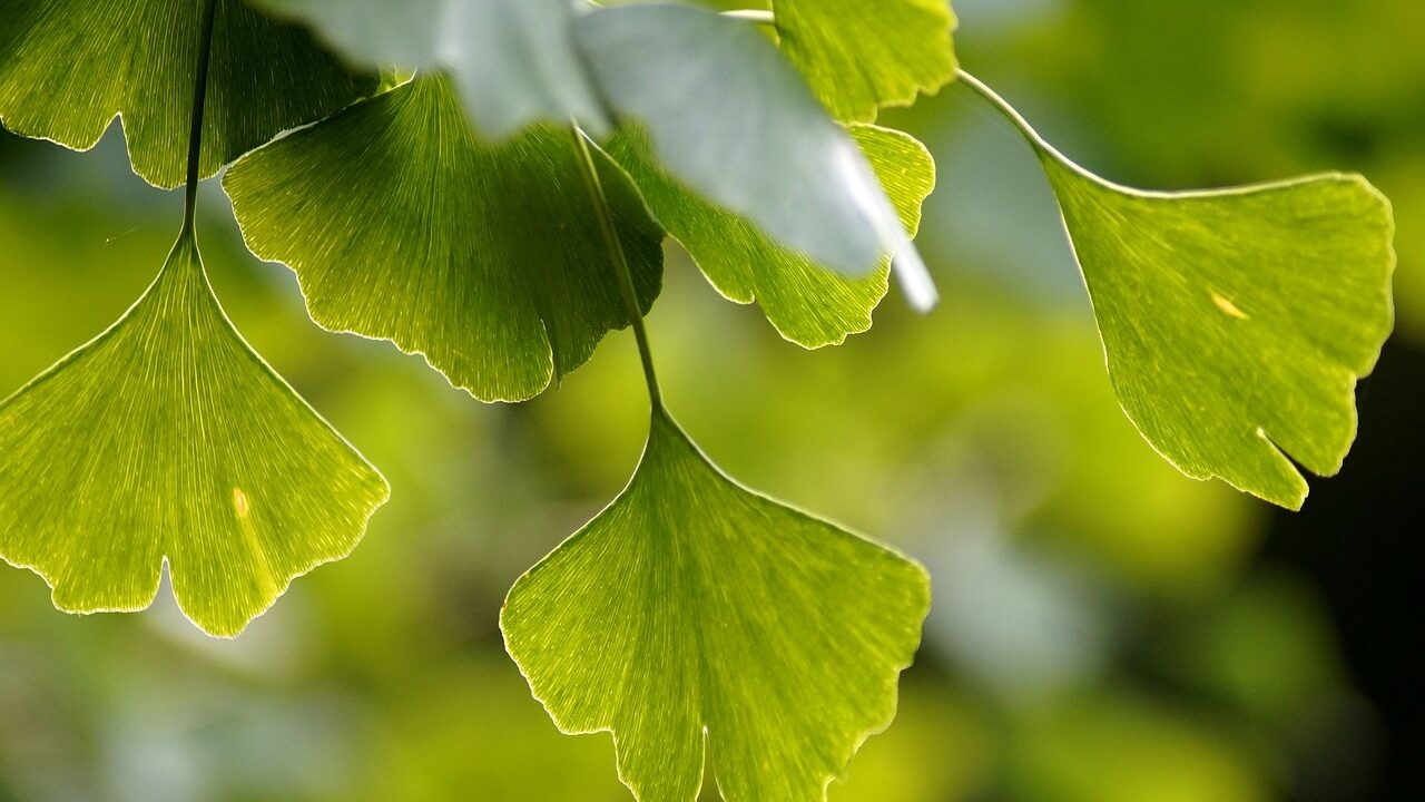 Ginkgo leaves