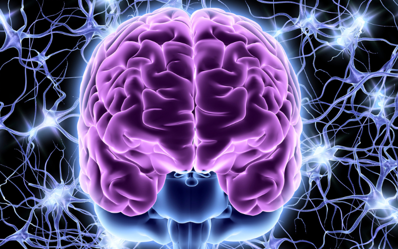 Diagram of the brain's neural network