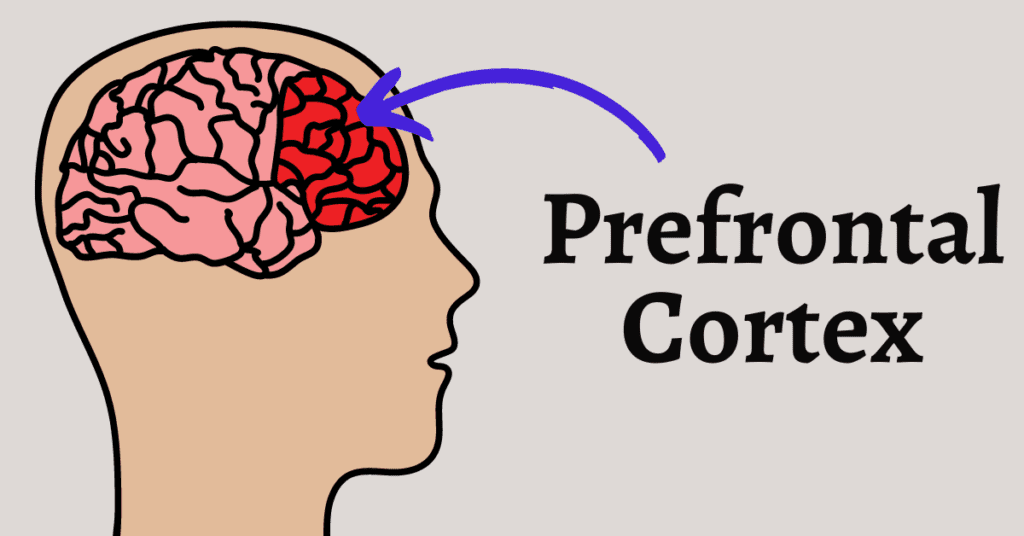 Diagram of the prefrontal cortex