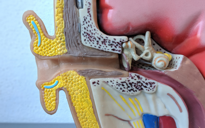 Diagram of the inner ear