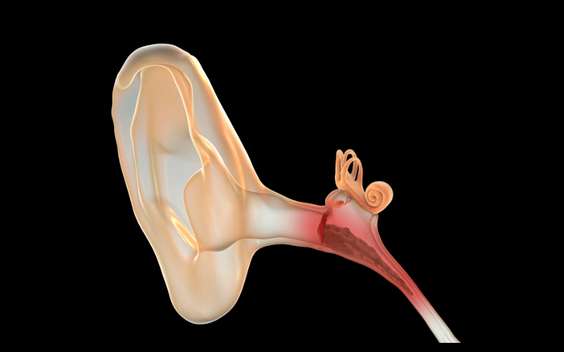 Diagram of the inner ear