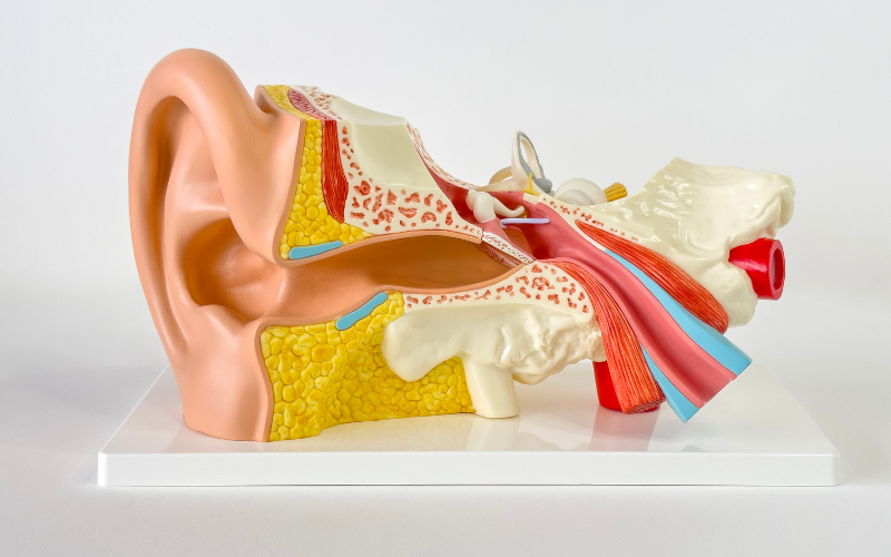 Diagram of the auditory system